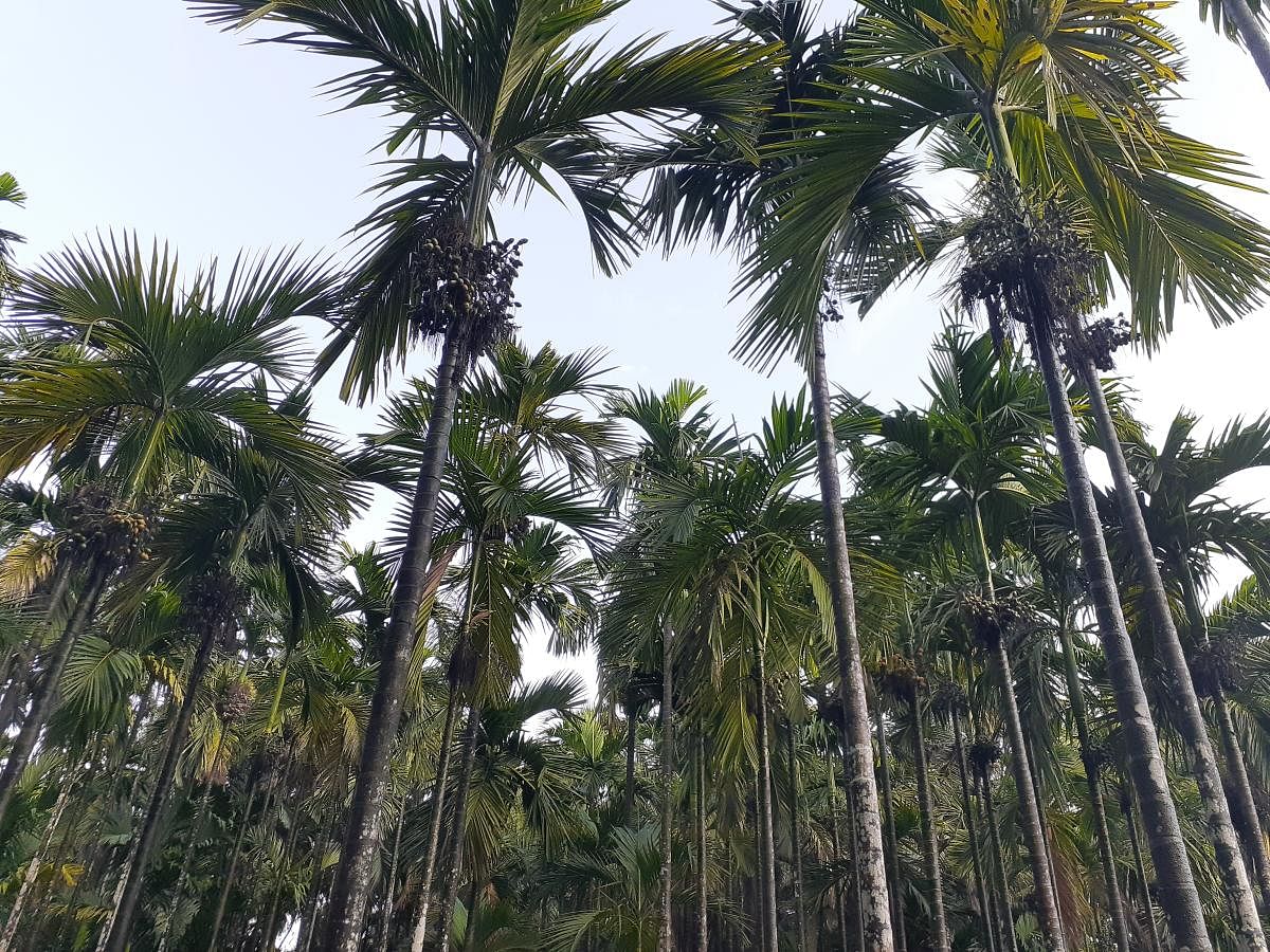 ಕೊಳೆಯೋಗ ಬಾಧಿಸಿರುವ ಅಡಿಕೆತೋಟ