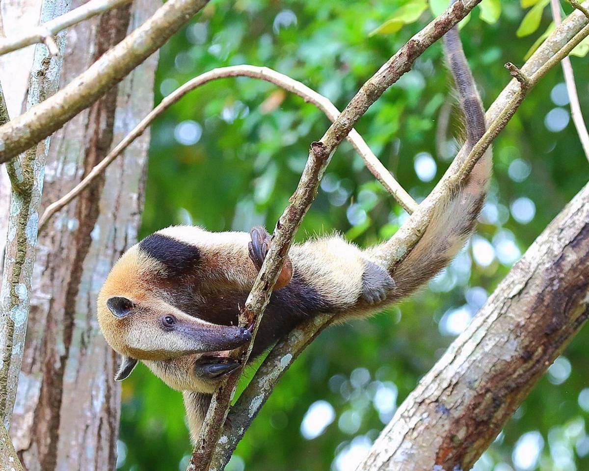 ಆ್ಯಂಟ್ ಈಟರ್