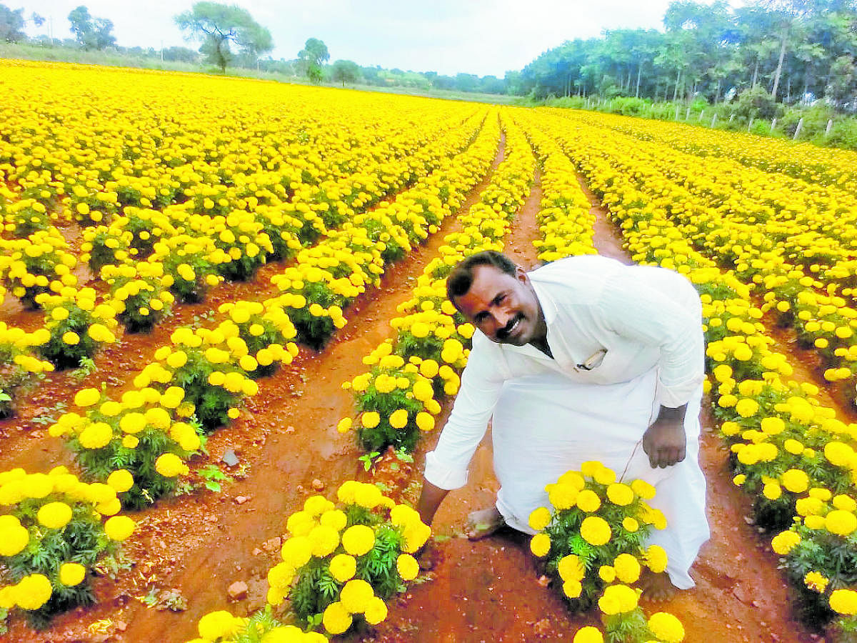 ಯಲಬುರ್ಗಾ ತಾಲ್ಲೂಕು ನರಸಾಪುರ ಗ್ರಾಮದ ಕೊಪ್ಪದ ಕುಟುಂಬಕ್ಕೆ ಸೇರಿದ ಜಮೀನಿನಲ್ಲಿ ಅರಳಿರುವ ಚೆಂಡು ಹೂವು