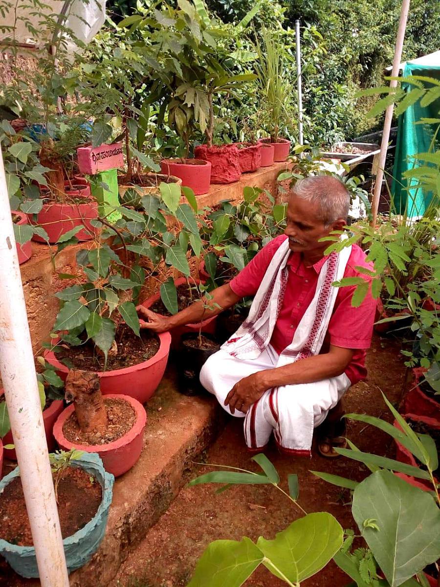 ಆಲದ ಬೊನ್ಸಾಯ್ ಗಿಡದ ಕಾಳಜಿ ಮಾಡುತ್ತಿರುವ ಲಕ್ಷ್ಮೀನಾರಾಯಣ ಹೆಗಡೆ