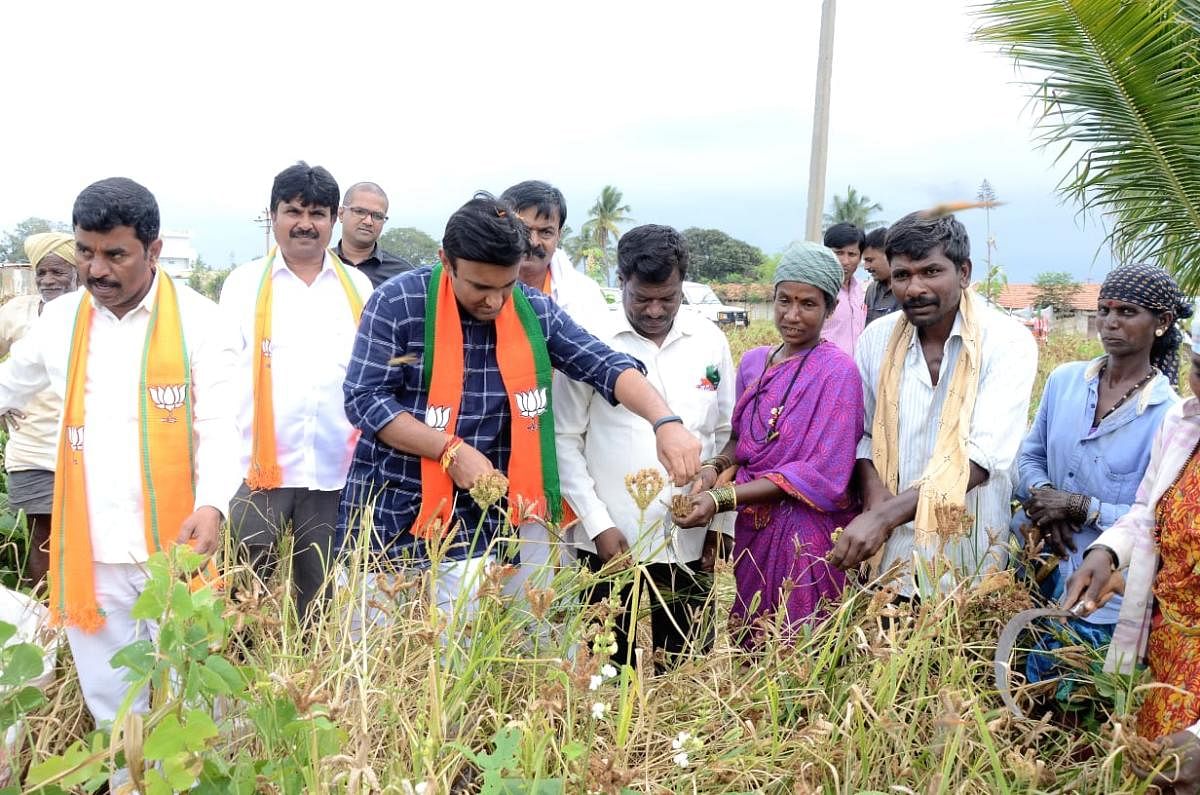 ತಾಲ್ಲೂಕಿನ ಚೀಮನಹಳ್ಳಿ ಗ್ರಾಮದಲ್ಲಿ ಬಿಜೆಪಿ ಅಭ್ಯರ್ಥಿ ಡಾ.ಕೆ.ಸುಧಾಕರ್ ಅವರು ಜಮೀನಿನಲ್ಲಿ ರಾಗಿ ತೆನೆ ಕಟಾವು ಮಾಡುವ ಮೂಲಕ ಮತಯಾಚಿಸಿದರು.