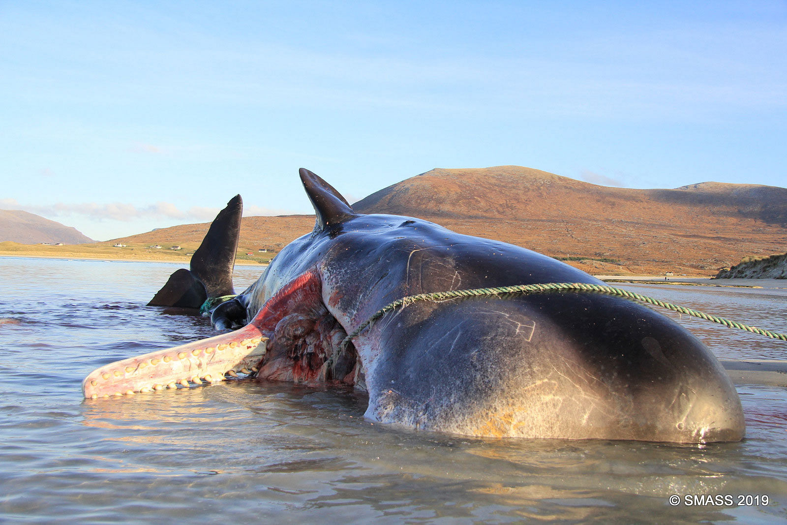 photo courtesy: Scottish Marine Animal Strandings Scheme