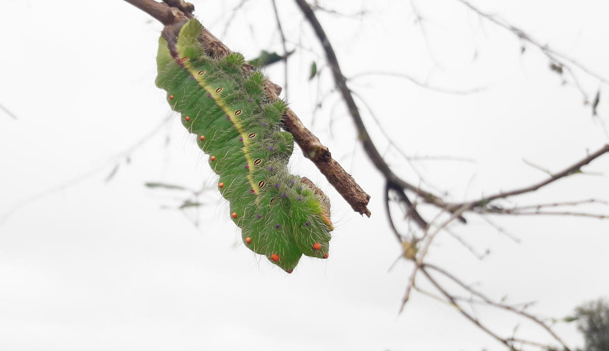 ಎಲೆ ತಿನ್ನುವ ಕೀಟ