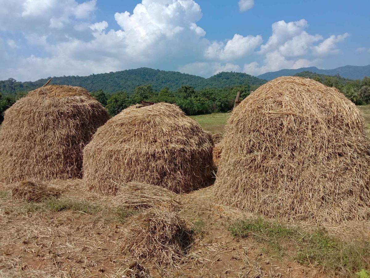 ಹೊಲವೊಂದರಲ್ಲಿ ಭತ್ತದ ಹುಲ್ಲನ್ನು ಬಣವೆ ಮಾಡಿ ಸಂಗ್ರಹಿಸಿರುವುದು (ಸಾಂದರ್ಭಿಕ ಚಿತ್ರ)