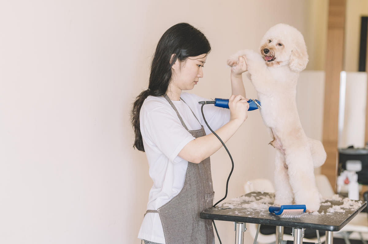 an asian chinese female pet groomer using electronic shaver grooming a toy poodle