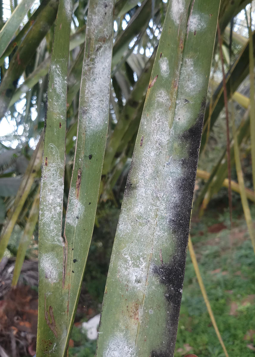 ತೆಂಗಿನ ಗರಿಗಳನ್ನು ಮುತ್ತಿದ ಬಿಳಿನೊಣಗಳು