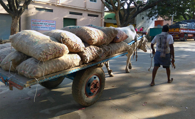 ದಾವಣಗೆರೆ ಎಪಿಎಂಸಿ ಮಾರುಕಟ್ಟೆಯಲ್ಲಿ ಎತ್ತಿನ ಗಾಡಿಯ ಮೇಲೆ ಈರುಳ್ಳಿ ಸಾಗಿಸುತ್ತಿರುವುದು.