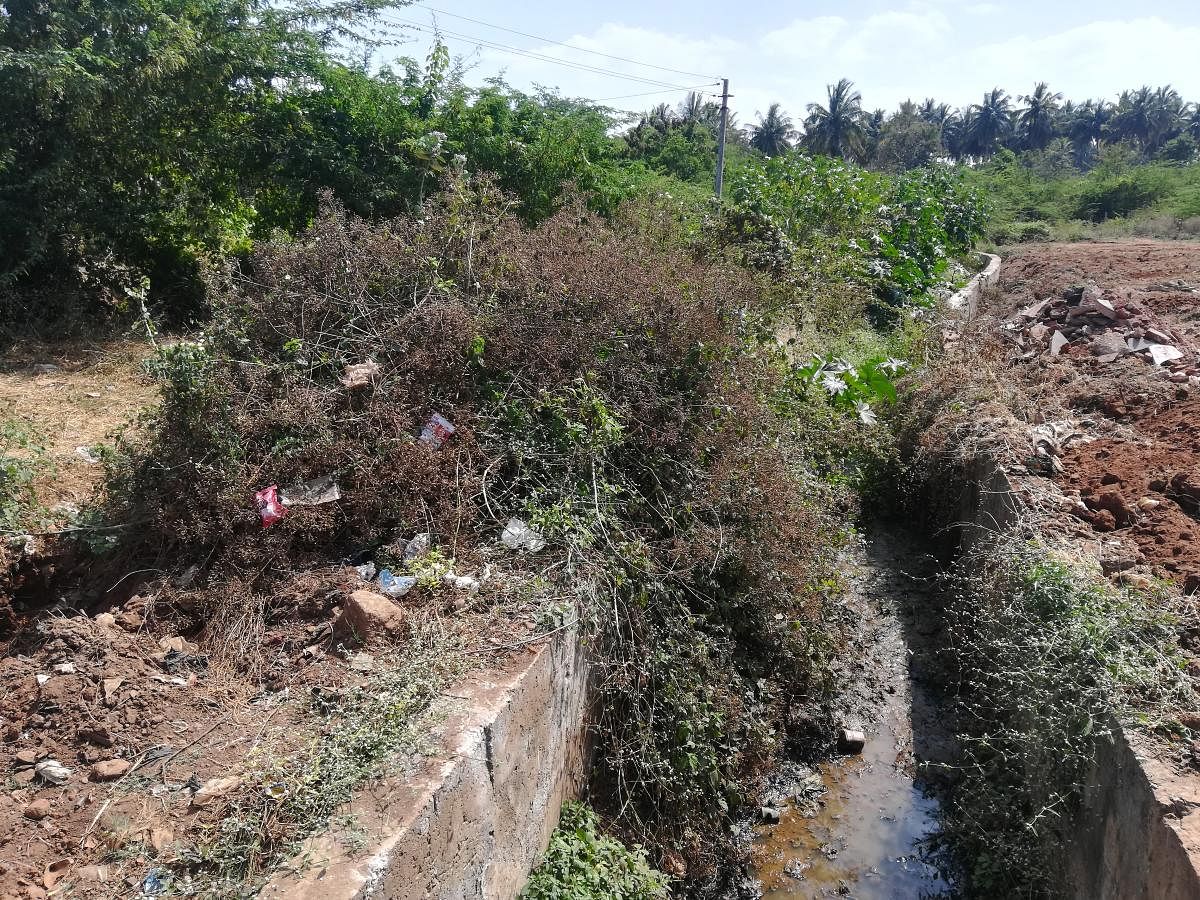 ದೊಡ್ಡ ಚರಂಡಿಯಲ್ಲಿ ಬೆಳೆದಿರುವ ಕಳೆಗಿಡ