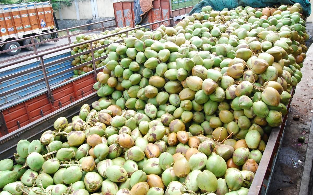 ಮದ್ದೂರಿನ ಎಳನೀರು ಮಾರುಕಟ್ಟೆ (ಸಂಗ್ರಹ ಚಿತ್ರ)