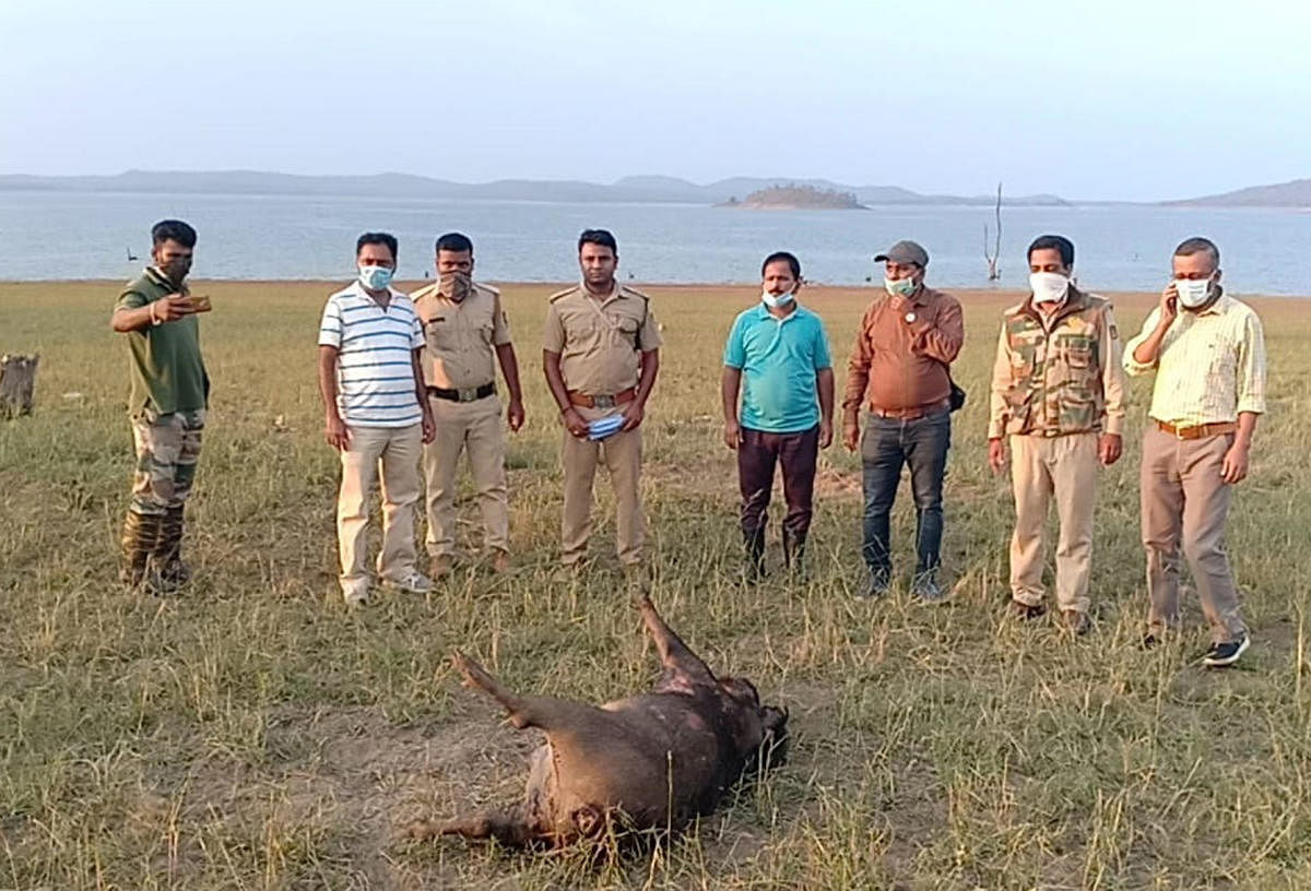 ಚಿಕ್ಕಮಗಳೂರಿನ ಭದ್ರಾ ಅಭಯಾರಣ್ಯದ ಹಿನ್ನೀರು ಪ್ರದೇಶದಲ್ಲಿ ಇದೇ 12ರಂದು ಪತ್ತೆಯಾದ ಹಂದಿ ಕಳೇಬರ