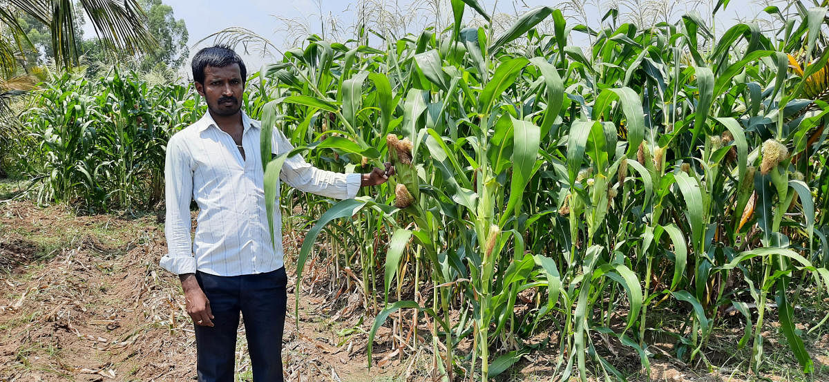 ಮದ್ದೂರು ತಾಲ್ಲೂಕಿನ ಕೂಳಗೆರೆ ಗ್ರಾಮದಲ್ಲಿ ತಾನು ಬೆಳೆದಿರುವ ಬೇಬಿ ಕಾರ್ನ್‌ ಫಸಲಿನೊಂದಿಗೆ ಯುವರೈತ ಕೆ.ಎಸ್‌. ಚೇತನ್‌