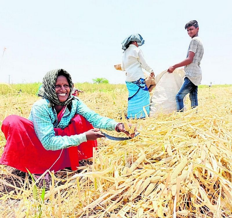 ಕಾರ್ಮಿಕ ದಿನಾಚರಣೆಯ ಶುಕ್ರವಾರ ಸಿರುಗುಪ್ಪ ತಾಲ್ಲೂಕಿನ ಸಿರಿಗೇರಿಯ ಜಮೀನಿನಲ್ಲಿ ಸಜ್ಜೆ ಕಟಾವು ಮಾಡುತ್ತಿದ್ದ ಕಾರ್ಮಿಕ ಮಹಿಳೆ ನಕ್ಕ ಕ್ಷಣ ಪ್ರಜಾವಾಣಿ ಚಿತ್ರ: ಕೆ.ನರಸಿಂಹಮೂರ್ತಿ