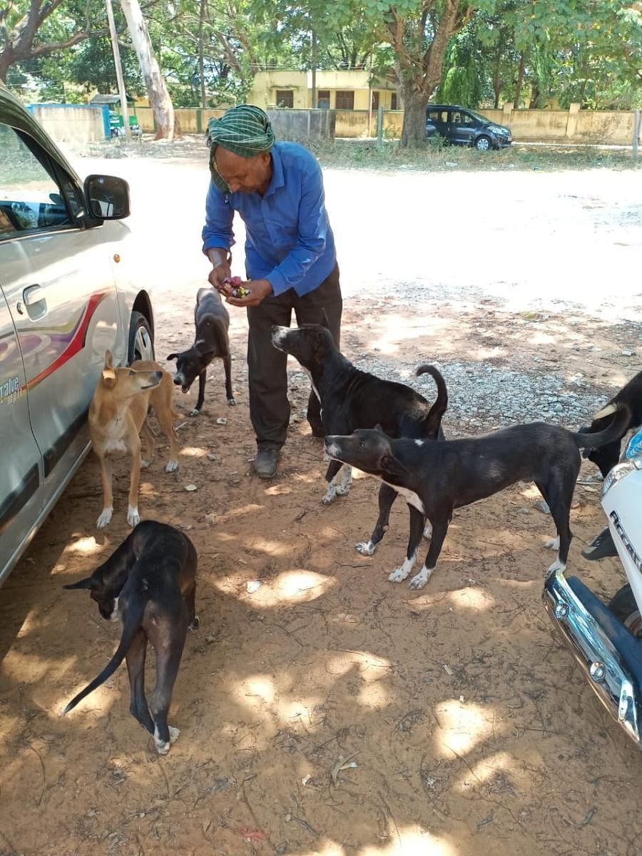 ಪ್ರಾಣಿಗಳಿಗೆ ಆಹಾರ ನೀಡುತ್ತಿರುವ ಶಿವಕುಮಾರ್