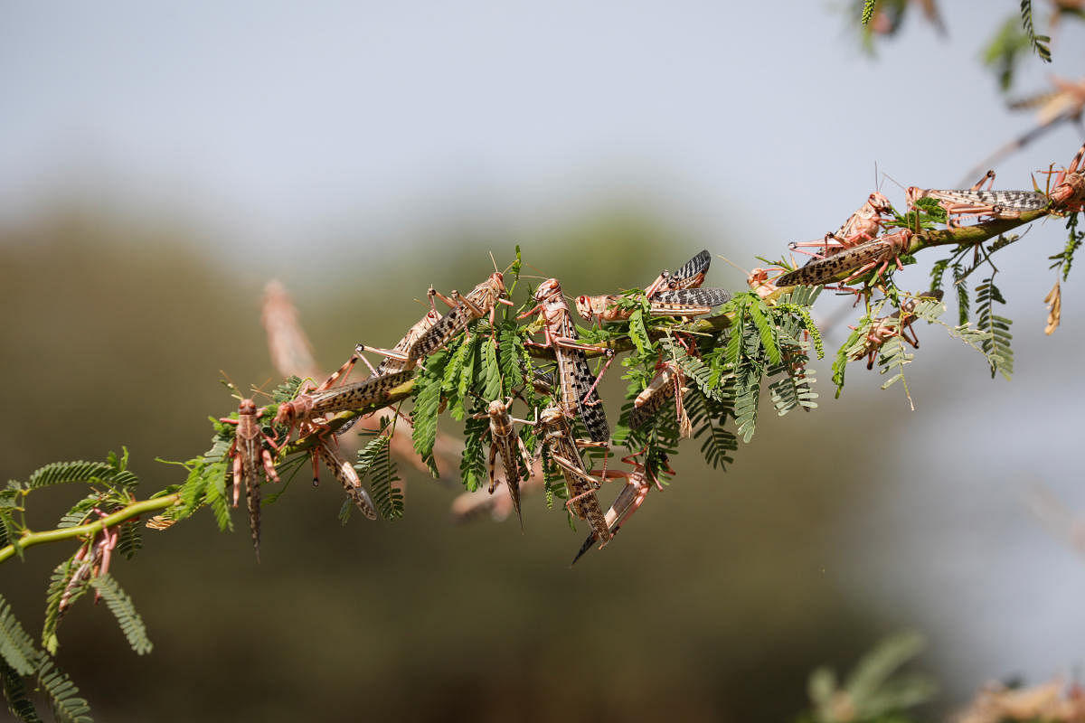 ಮಿಡತೆಗಳು