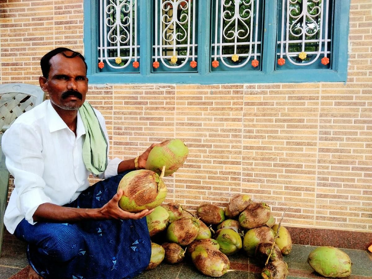 ಕಾಯಿ ಗುದ್ದುವ ಸ್ಪರ್ಧೆಗೆ ಬಳಸುವ ತೆಂಗಿನಕಾಯಿಯೊಂದಿಗೆ ಅಗ್ರಹಾರದ ಚನ್ನವೀರಪ್ಪ