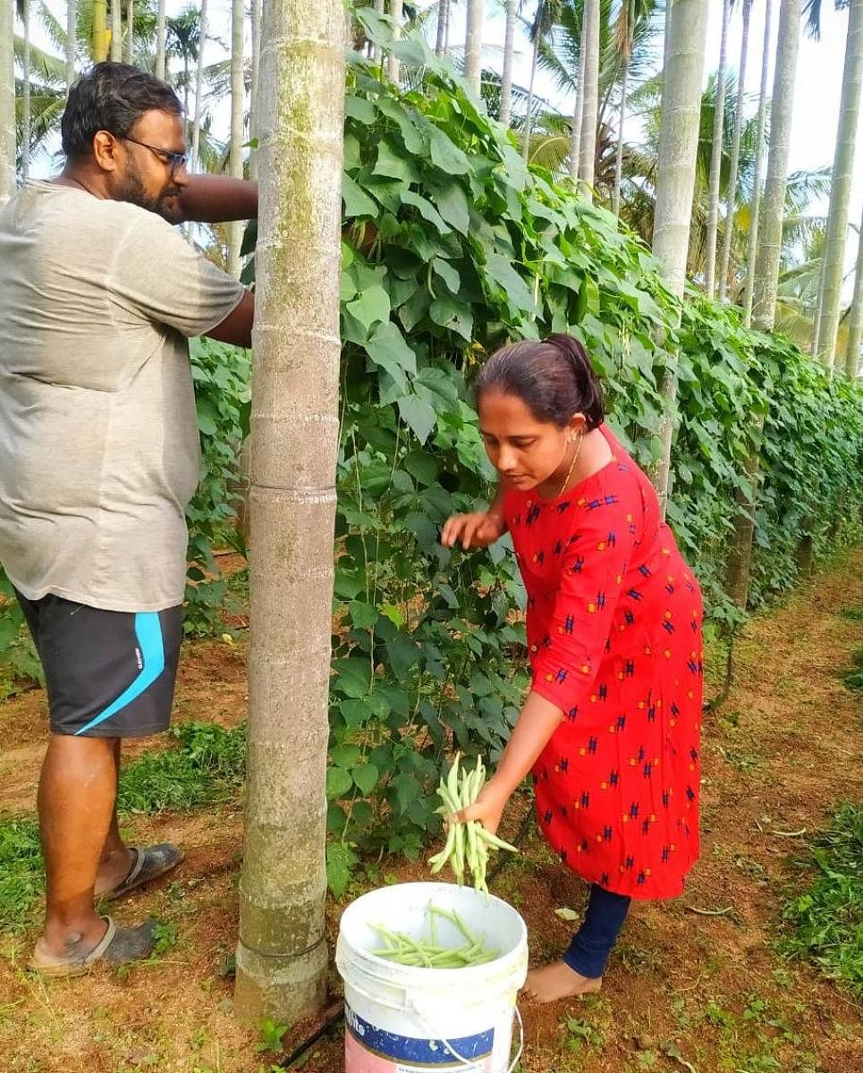 ಯುವ ದಂಪತಿ ಕೃಷಿ ಚಟುವಟಿಕೆಯಲ್ಲಿ ನಿರತರಾಗಿರುವುದು