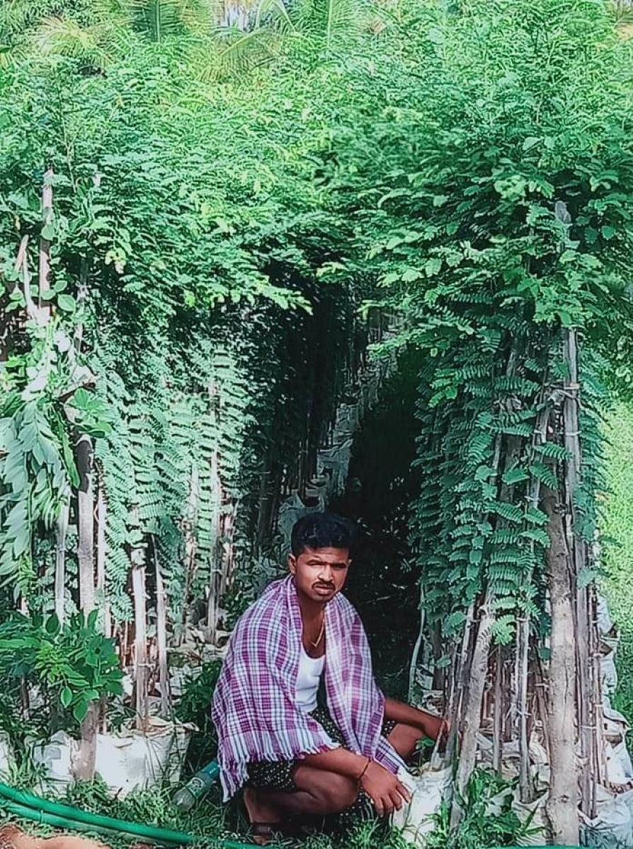 ತೋವಿನಕೆರೆ ಸಮೀಪದ ಮಧುಗಿರಿ ತಾಲ್ಲೂಕು ದೊಡ್ಡೇರಿ ಹೋಬಳಿ ಓಬನಹಳ್ಳಿ ವಿರೇಶ್ ಬೆಳೆದಿರುವ ಹುಣಸೆ ಸಸಿಗಳು