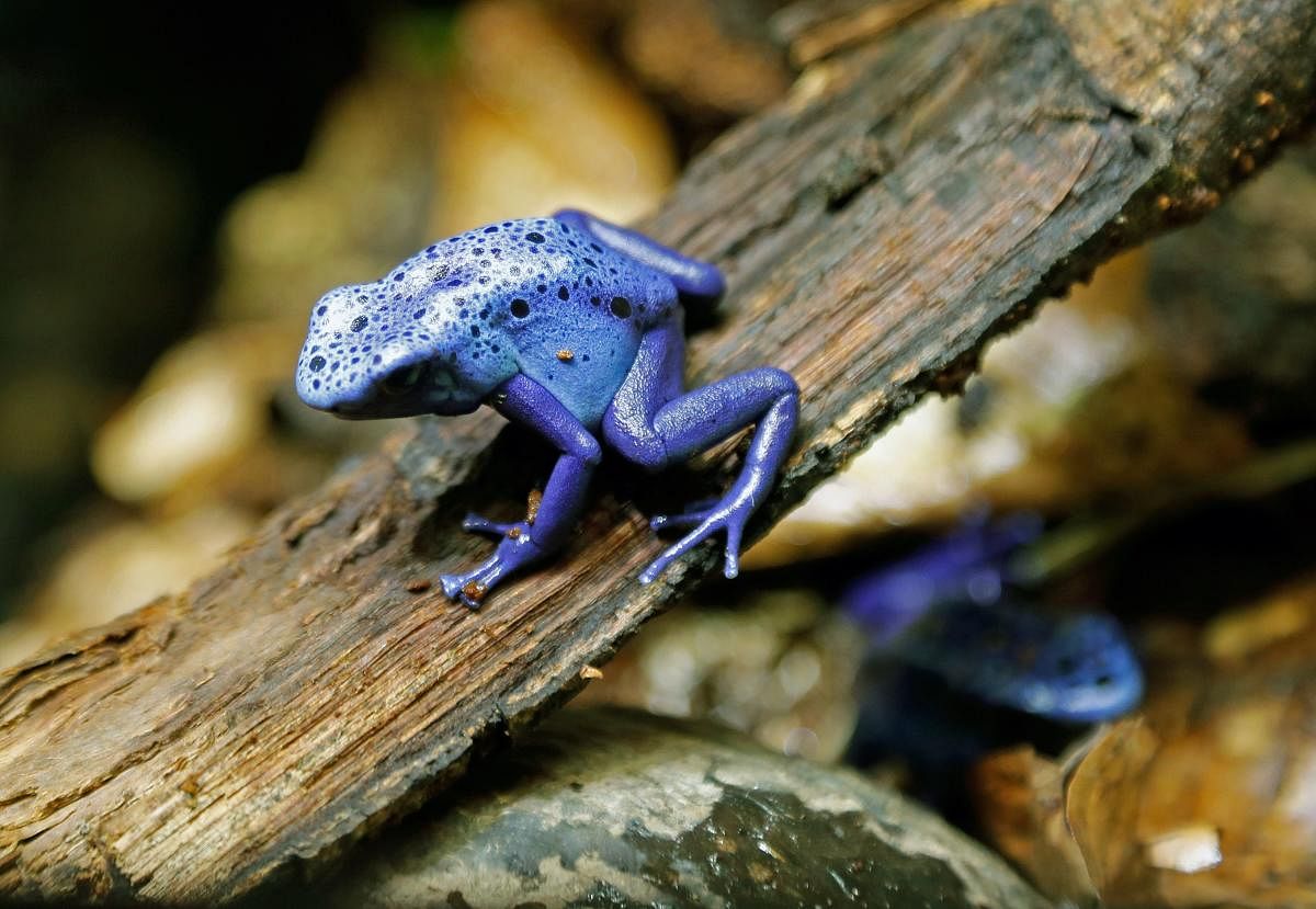 A blue poison dart frog (dendrobates azureus) is pictured at the Tropical Farm (La Ferme Tropicale), a shop and online shop specialized in selling to individuals reptiles and insects, and products related to keeping them, on March 29, 2018 in Paris. / AFP PHOTO / FRANCOIS GUILLOT
