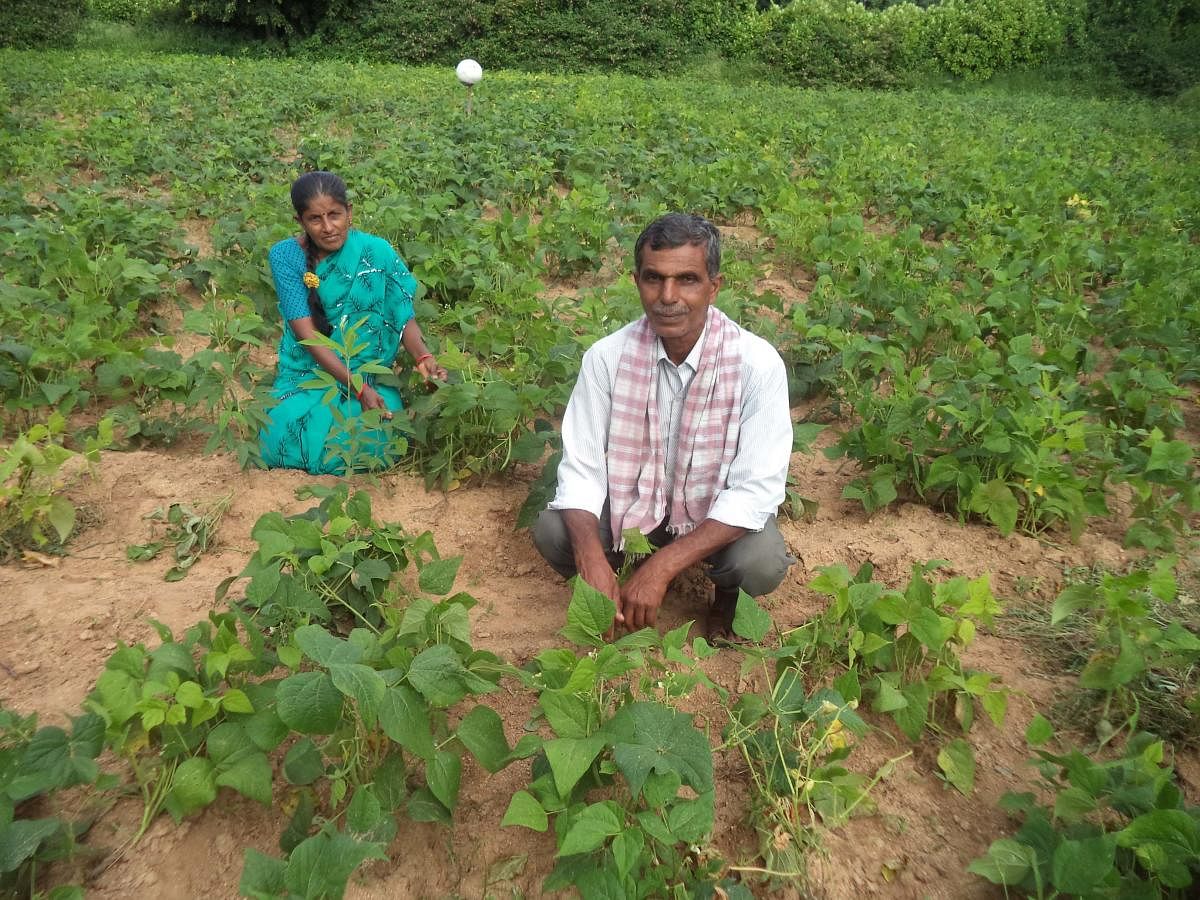 ತೋವಿನಕೆರೆ ಸಮಿಪದ ಕುರಂಕೋಟೆ ಗ್ರಾಮ ಪಂಚಾಯಿತಿ ವ್ಯಾಪ್ತಿಯ ಜುಂಜರಾಮನಹಳ್ಳಿ ಲಕ್ಷ್ಮಿಕಾಂತರಾಜು ಬೆಳೆದಿರುವ ಹುರುಳಿಕಾಯಿ ತಾಕು. ಪತ್ನಿ ಲೀಲಮ್ಮ ಇದ್ದಾರೆ