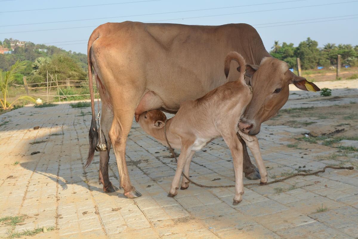 ಸಾಂದರ್ಭಿಕ ಚಿತ್ರ