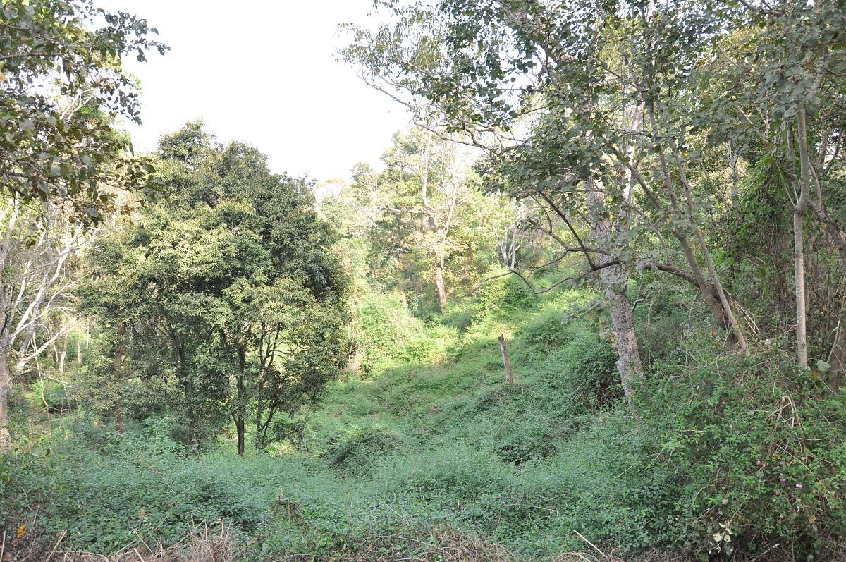 ಬಂಡೀಪುರ ರಾಷ್ಟ್ರೀಯ ಉದ್ಯಾನದಲ್ಲಿ ಆವರಿಸಿರುವ ಲಂಟಾನಾ ಕಮಾರಾ