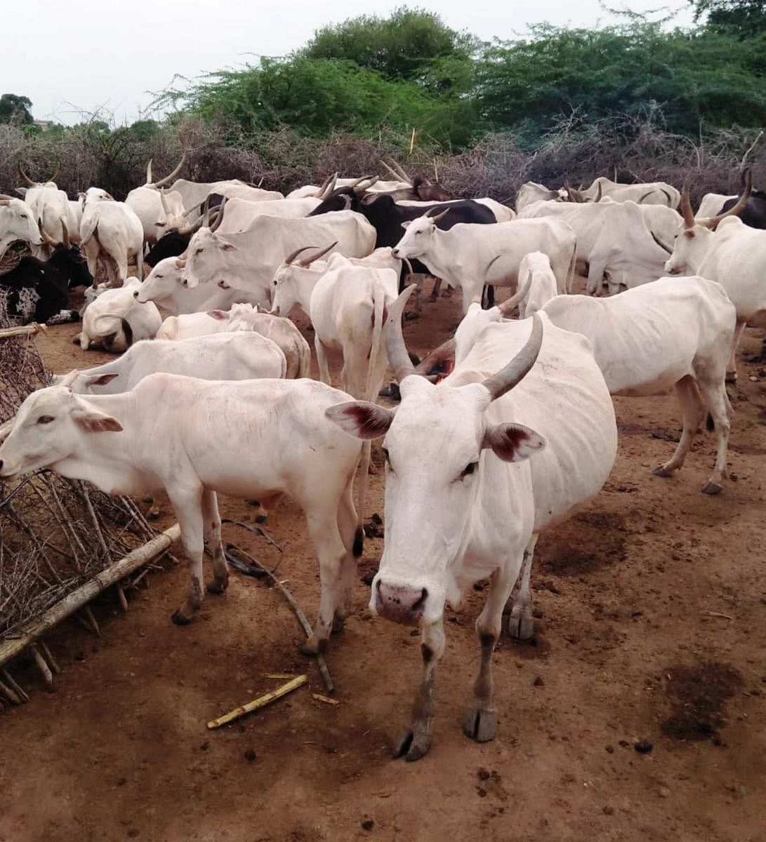 ದೇವರು ಎತ್ತುಗಳು