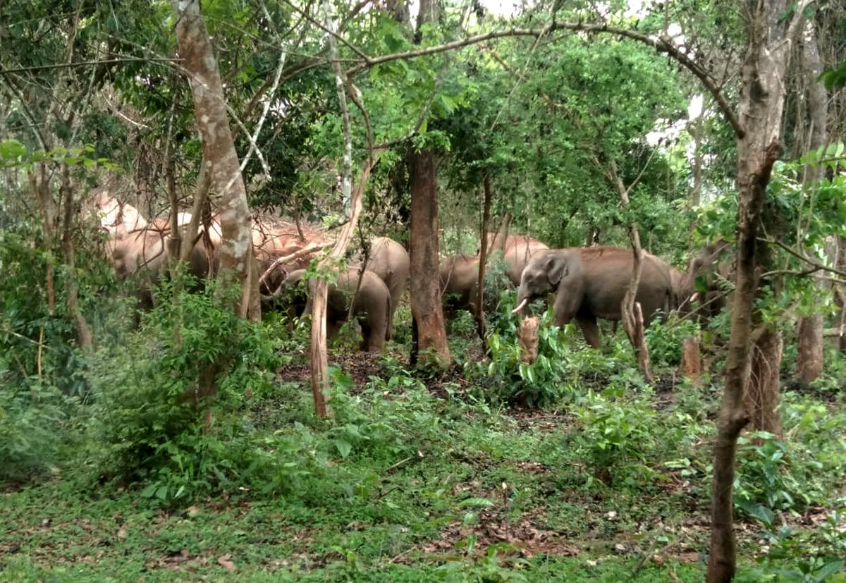 ಮಲೆನಾಡಿನಲ್ಲಿ ಬೀಡು ಬಿಟ್ಟಿರುವ ಕಾಡಾನೆಗಳ ಹಿಂಡು.. (ಸಂಗ್ರಹ ಚಿತ್ರ)