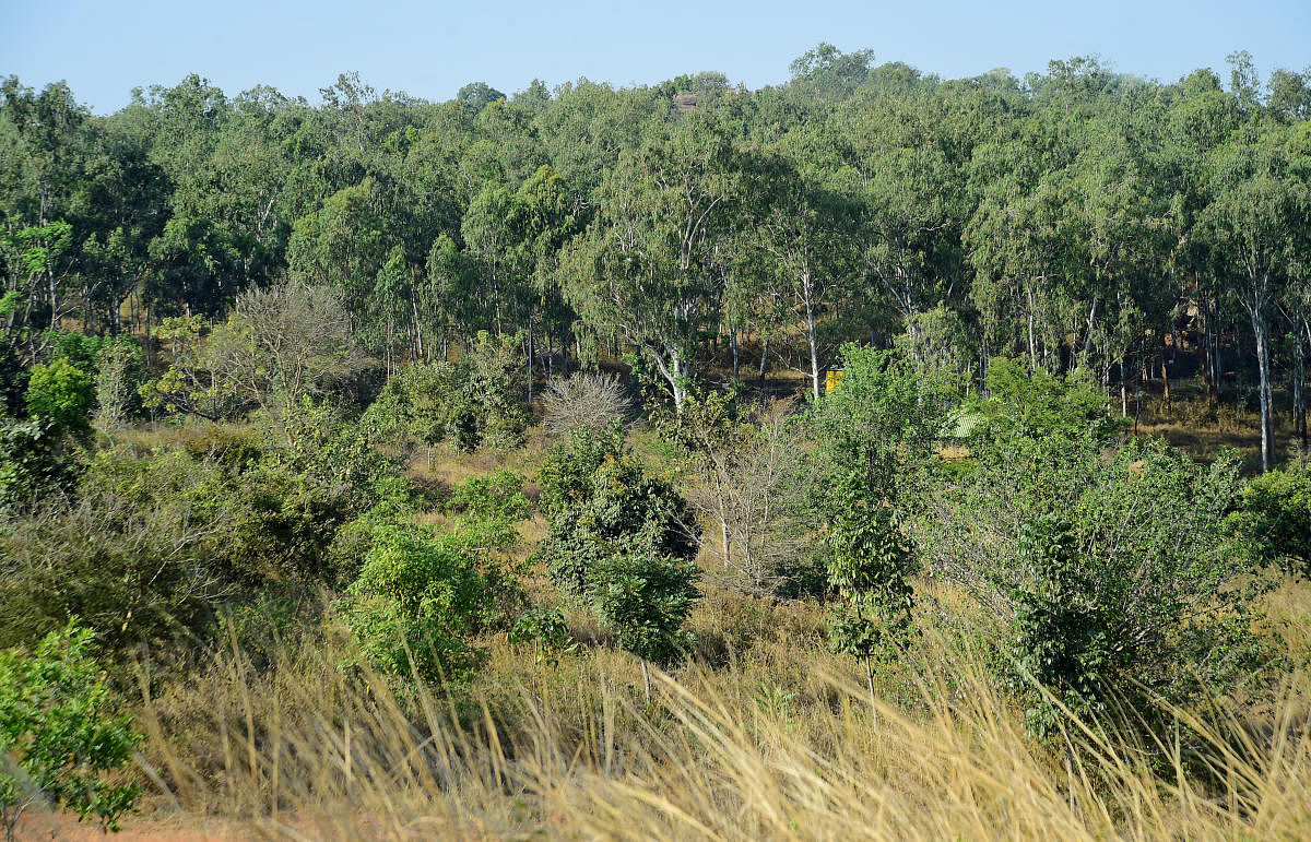 ತುರಹಳ್ಳಿ ಮೀಸಲು ಅರಣ್ಯ ಪ್ರದೇಶದ ಒಂದು ನೋಟ