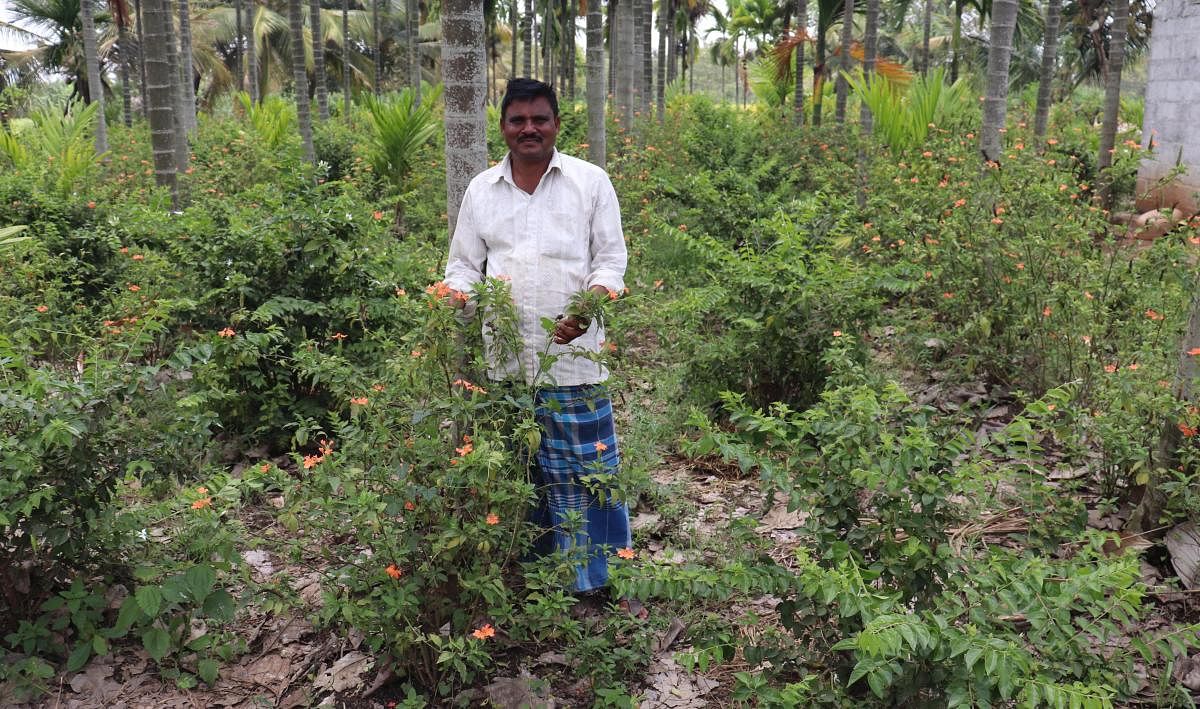 ಮಾಕನೂರಿನ ಕರಬಸಪ್ಪ ತುಮ್ಮಿನಕಟ್ಟಿ ಅವರ ಜಮೀನಿನಲ್ಲಿ ಬೆಳೆದಿರುವ ಕನಕಾಂಬರ