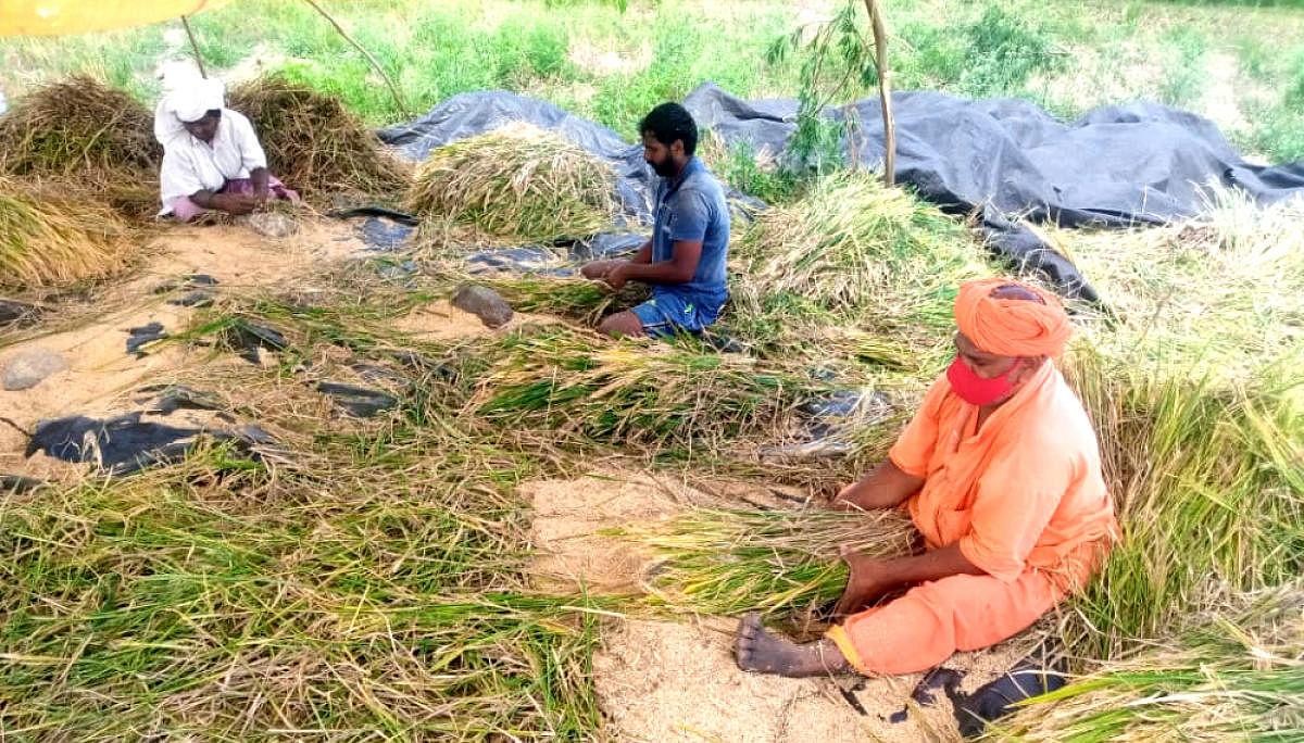 ಮೊಳಕಾಲ್ಮುರು ತಾಲ್ಲೂಕಿನ ಸಿದ್ದಯ್ಯನಕೋಟೆ ಶಾಖಾಮಠದ ಬಸವಲಿಂಗ ಸ್ವಾಮೀಜಿ ಭತ್ತದ ಕೃಷಿಯಲ್ಲಿ ತೊಡಗಿಸಿಕೊಂಡಿರುವುದು