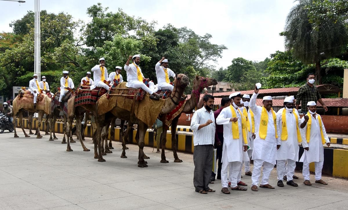 ಗೋಕಾಕ ಶಾಸಕ ರಮೇಶ ಜಾರಕಿಹೊಳಿ ಅವರನ್ನು ಮತ್ತೆ ಸಚಿವ ಸಂಪುಟಕ್ಕೆ ಸೇರಿಸಿಕೊಳ್ಳುವಂತೆ ಆಗ್ರಹಿಸಿ ಅವರ ಬೆಂಬಲಿಗರು ಬೆಳಗಾವಿಯ ರಾಣಿ ಚನ್ನಮ್ಮ ವೃತ್ತದಿಂದ ಜಿಲ್ಲಾಧಿಕಾರಿ ಕಚೇರಿವರೆಗೆ ಒಂಟೆಗಳ ಮೇಲೆ ಗುರುವಾರ ಮೆರವಣಿಗೆ ನಡೆಸಿದರು