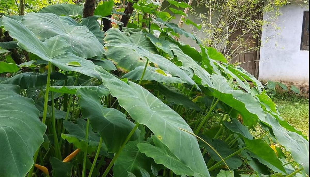 ಕೆಸುವಿನ ಗಿಡಗಳು