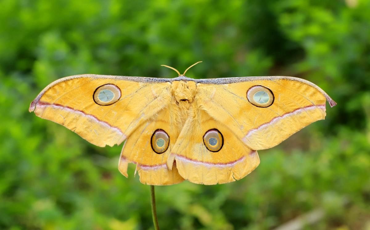 ಟಸ್ಸಾರ್ ರೇಷ್ಮೆ ಪತಂಗ