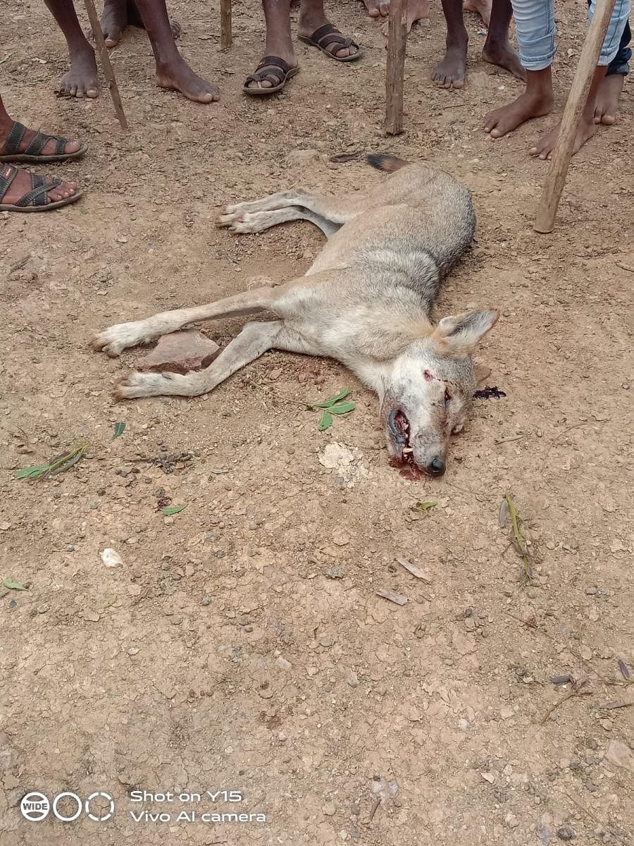 ಜನರ ದಾಳಿಗೆ ಬಲಿಯಾದ ತೋಳ