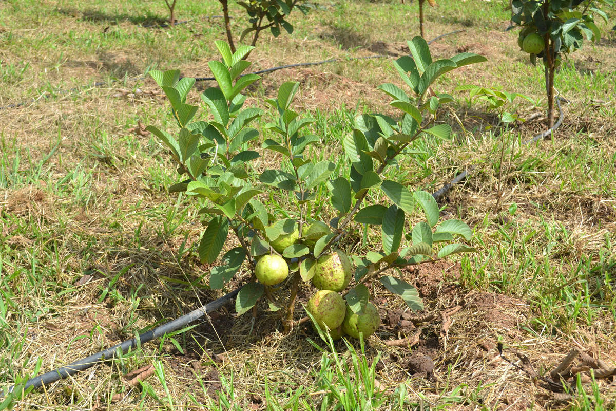 ನಾಗರಾಜ್‌ ಬೆಳೆದಿರುವ ‘ತೈವಾನ್ ಪಿಂಕ್ ಸೀಬೆ’