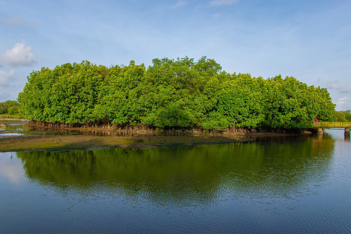 ಕಾಂಡ್ಲಾ ವನವೇ ದ್ವೀಪವಾದಾಗ