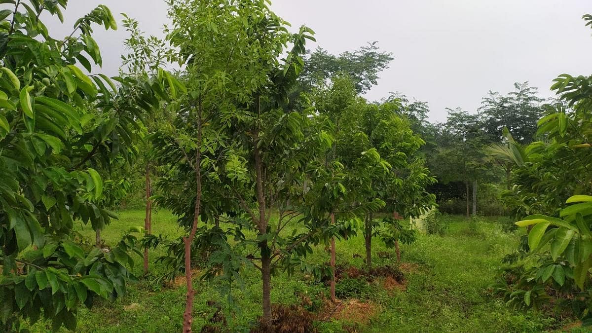 ಹೊಸದುರ್ಗ ತಾಲ್ಲೂಕಿನ ಬುರುಡೇಕಟ್ಟೆ ಬಳ್ಳೇಕೆರೆ ಗ್ರಾಮದ ಈಶ್ವರಪ್ಪ ಜಮೀನಿನಲ್ಲಿ ಬೆಳೆದಿರುವ ಅರಣ್ಯ ಹಾಗೂ ತೋಟಗಾರಿಕೆ ಬೆಳೆ (ಎಡಚಿತ್ರ).