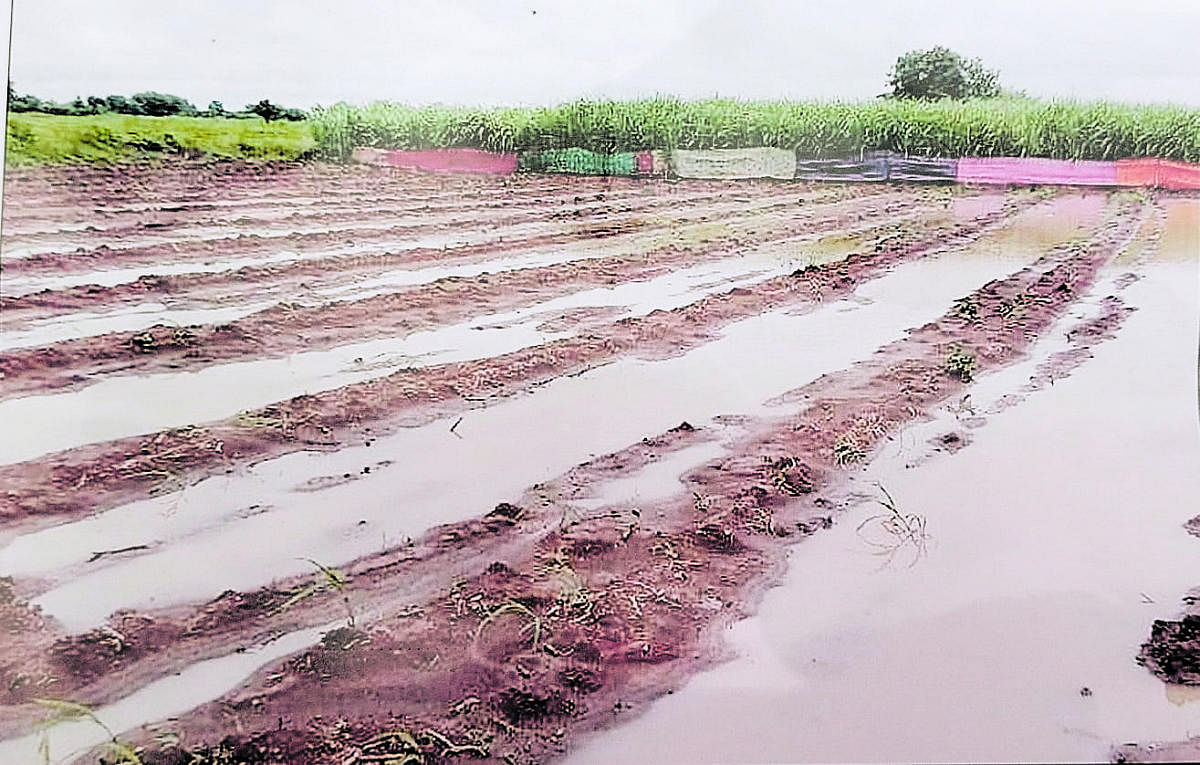 ಹುಲಸೂರ ತಾಲ್ಲೂಕಿನ ತೋಗಲೂರ ಗ್ರಾಮದ ರೈತ ಓಂಕಾರ ಪಾಟೀಲ ಅವರ ಜಮೀನಿನಲ್ಲಿ ಬಿತ್ತಿದ್ದ ಪಪ್ಪಾಯ ಸಸಿಗಳು ಮಳೆಯಿಂದಾಗಿ ಹಾನಿಗೀಡಾಗಿರುವುದು