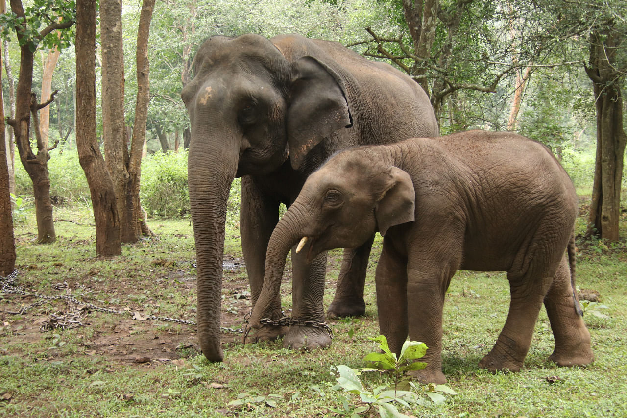 ತಾಯಿ ನೇತ್ರಾ ಜತೆ ಪುನೀತ್