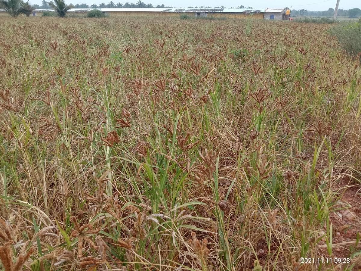 ಹೊಸದುರ್ಗ ತಾಲ್ಲೂಕಿನ ಹೊಲವೊಂದರಲ್ಲಿ ಕಟಾವಿಗೆ ಬಂದಿರುವ ರಾಗಿ ಬೆಳೆ