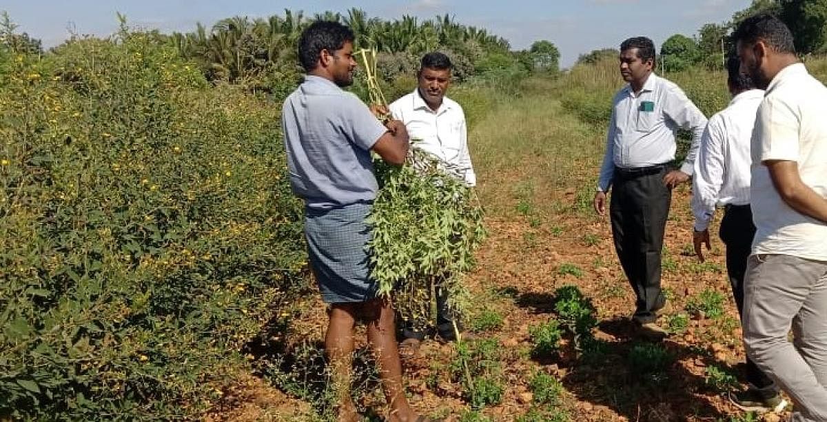 ಚಳ್ಳಕೆರೆ ತಾಲ್ಲೂಕಿನ ತಳಕು ಲಂಬಾಣಿಹಟ್ಟಿ ಗ್ರಾಮದ ರೈತ ಶಿವಕುಮಾರ್ ಅವರ ಹೊಲಕ್ಕೆ ಭೇಟಿ ನೀಡಿದ್ದ ಕೃಷಿ ಹಾಗೂ ತೋಟಗಾರಿಕೆ ಇಲಾಖೆ ಅಧಿಕಾರಿಗಳು ತೊಗರಿ ಬೆಳೆಗೆ ಕಾಣಿಸಿಕೊಂಡಿದ್ದ ರೋಗವನ್ನು ಪರಿಶೀಲಿಸಿದರು.