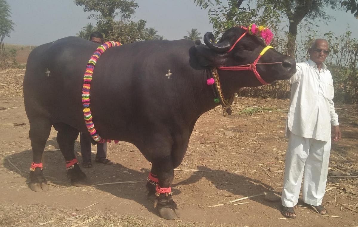 ಕಾಗವಾಡ ತಾಲ್ಲೂಕಿನ ಮಂಗಸೂಳಿ ಗ್ರಾಮದ ವಿಲಾಸ ನಾಯಿಕ ಅವರು ಸಾಕಿರುವ ಕೋಣ ‘ಗಜೇಂದ್ರ’