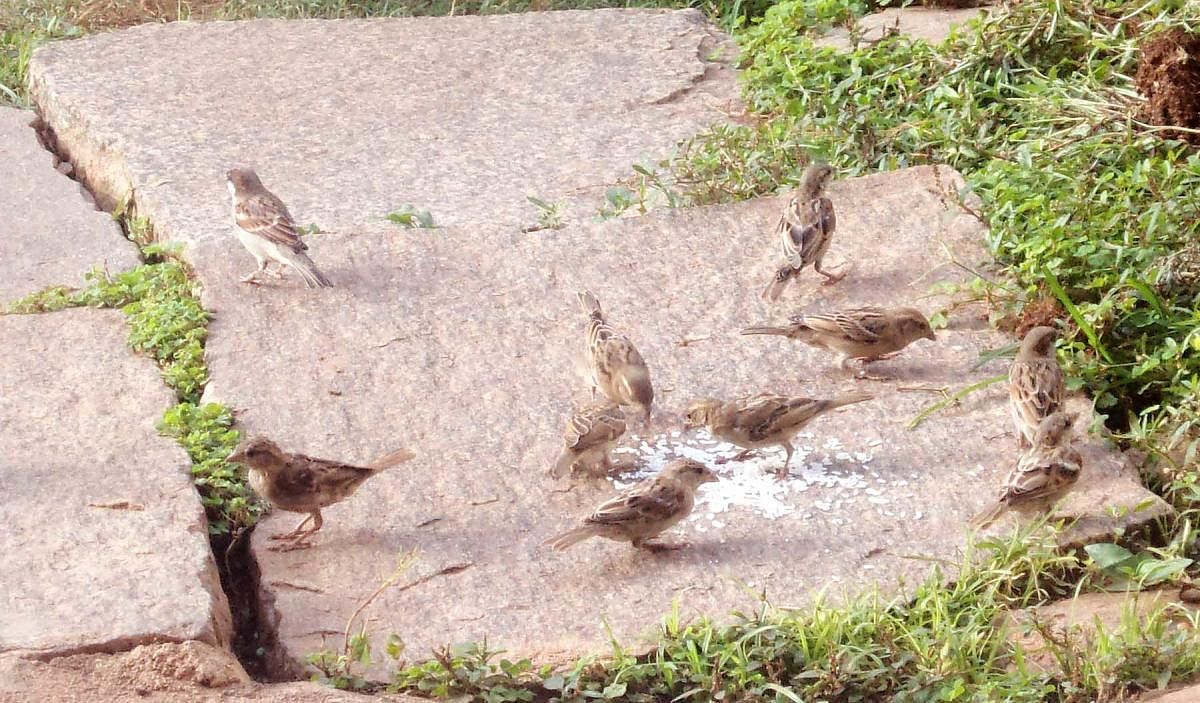 ಬಸವಾಪಟ್ಟಣದ ಎನ್.ವಿ. ಸುರೇಶ್ ಅವರ ಮನೆಯ ಮುಂದೆ ಪ್ರತಿ ದಿನ ಬರುವ ಗುಬ್ಬಿಗಳ ಹಿಂಡು