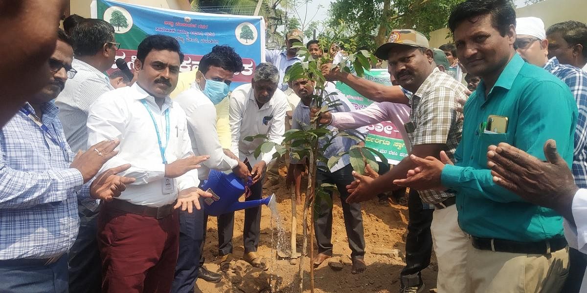 ಡಂಬಳ ಹೋಬಳಿಯ ಬರದೂರ ಗ್ರಾಮದ ಸರ್ಕಾರಿ ಹಿರಿಯ ಪ್ರಾಥಮಿಕ ಶಾಲೆಯ ಆವರಣದಲ್ಲಿ ತಹಶೀಲ್ದಾರ್ ಆಶಪ್ಪ ಪೂಜಾರ ಹಾಗೂ ಇತರರು ಗಿಡಕ್ಕೆ ನೀರುಣಿಸಿದರು