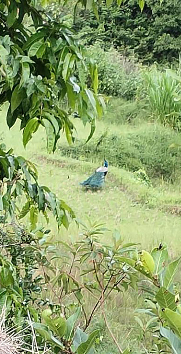 ತುಮರಿ ಬಳಿಯ ಕೃಷಿ ಭೂಮಿಯಲ್ಲಿ ಕಂಡುಬಂದ ನವಿಲು.