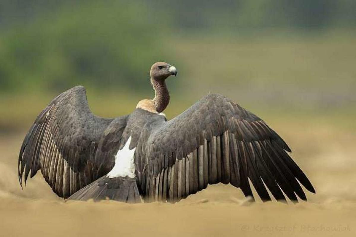 ರಣಹದ್ದು