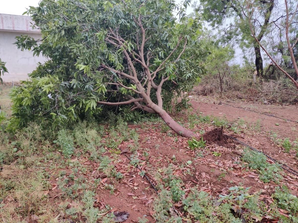 ಕೊಪ್ಪಳ ತಾಲ್ಲೂಕಿನ ಇರಕಲ್ಲಗಡಾ ಹೋಬಳಿಯಲ್ಲಿ ಈಚೆಗೆ ಸುರಿದ ಗಾಳಿ, ಮಳೆಗೆ ಮಾವಿನ ಮರ ನೆಲಕ್ಕೆ ಬಿದ್ದಿರುವುದು