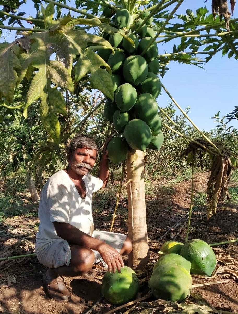 ನಾಗನೂರ ರೈತ ಲಕ್ಷ್ಮಣ ಸಕ್ರೆಪ್ಪಗೋಳ ಪಪ್ಪಾಯಿ ಬೆಳೆಯೊಂದಿಗೆ