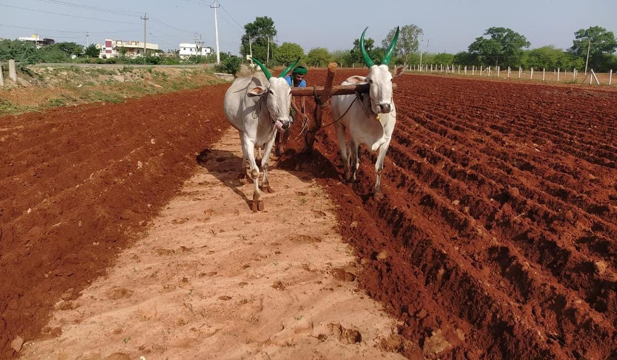 ಕುಕನೂರಿನ ರೈತರೊಬ್ಬರು ಬಿತ್ತನೆಗೆ ಭೂಮಿ ಹದಗೊಳಿಸುತ್ತಿರುವುದು