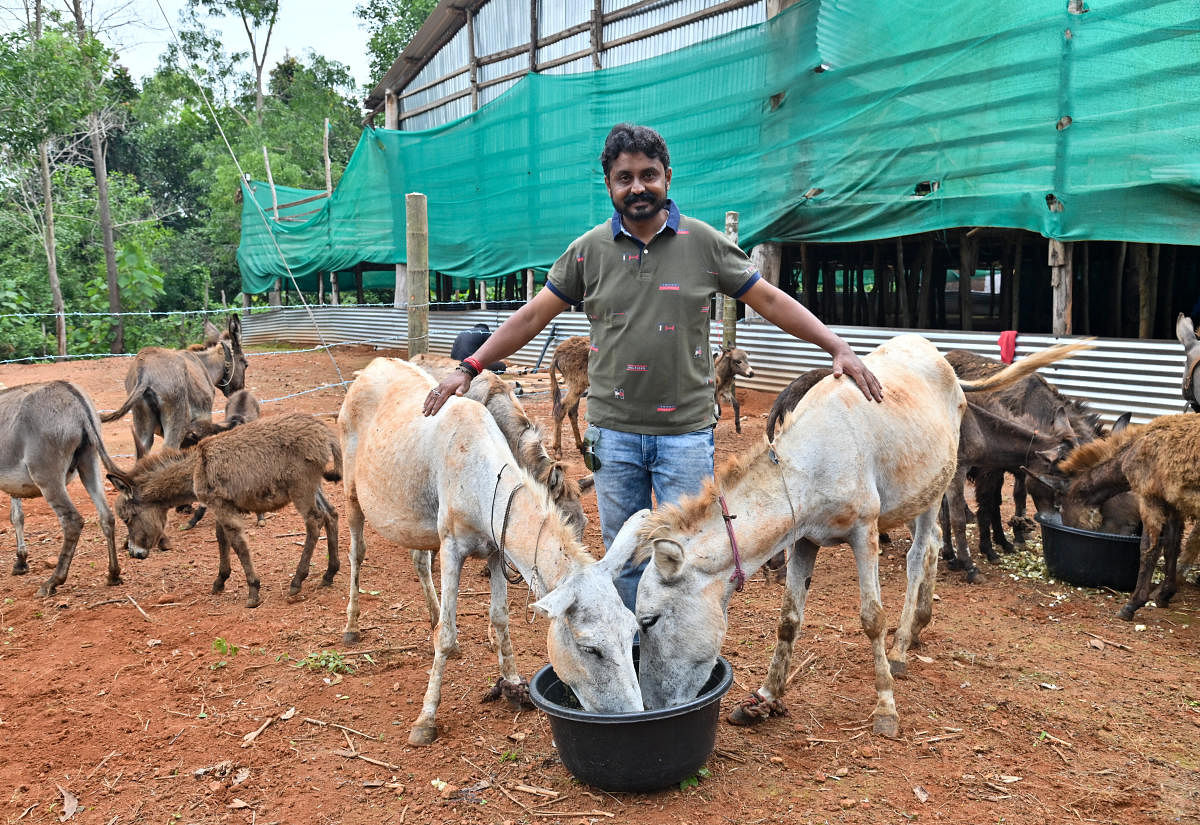 ಕತ್ತೆಗಳೊಂದಿಗೆ ಐಸಿರಿ ಫಾರ್ಮ್‌ ಮಾಲೀಕ ಶ್ರೀನಿವಾಸ ಗೌಡ –ಪ್ರಜಾವಾಣಿ ಚಿತ್ರ